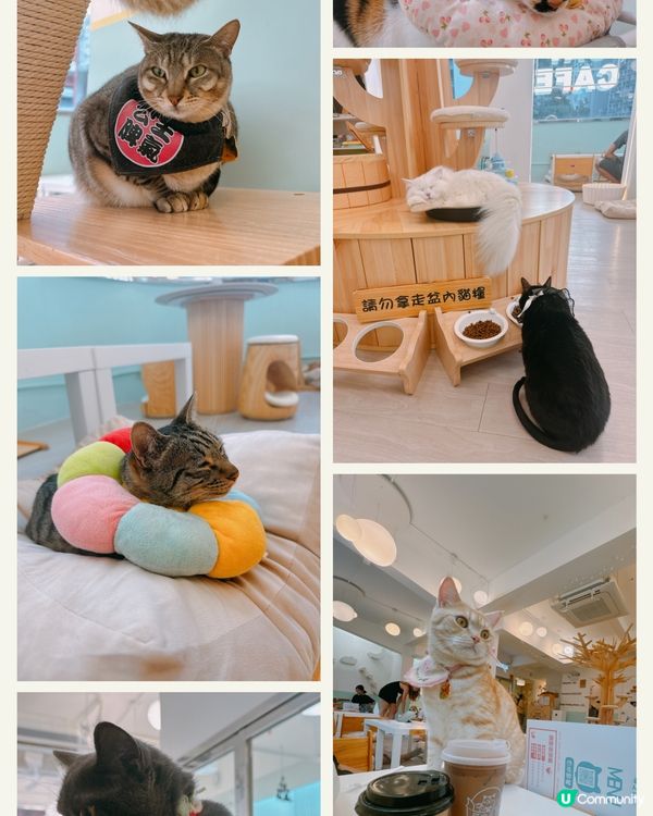 📍旺角｜懶洋洋之貓生很累🐱🫧