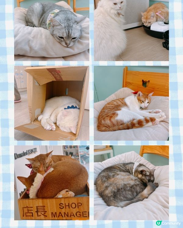 📍旺角｜懶洋洋之貓生很累🐱🫧