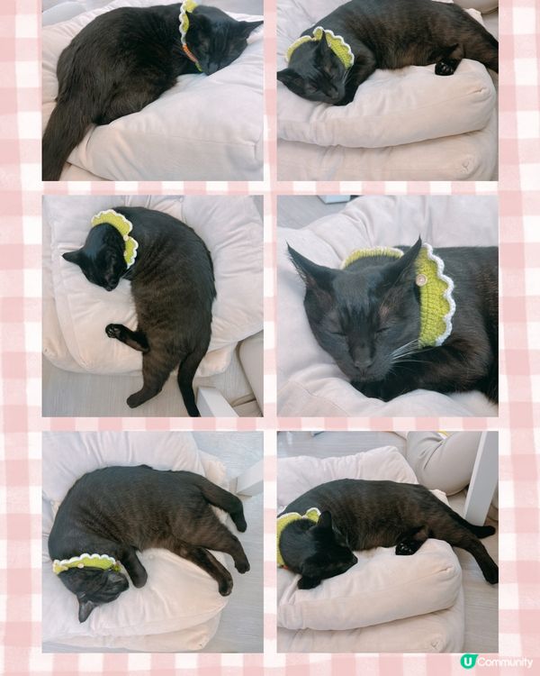 📍旺角｜懶洋洋之貓生很累🐱🫧