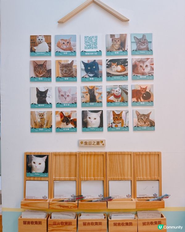 📍旺角｜懶洋洋之貓生很累🐱🫧