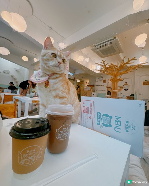 📍旺角｜懶洋洋之貓生很累🐱🫧