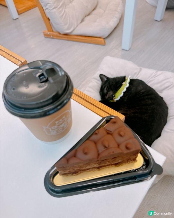 📍旺角｜懶洋洋之貓生很累🐱🫧