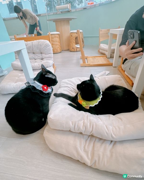 📍旺角｜懶洋洋之貓生很累🐱🫧