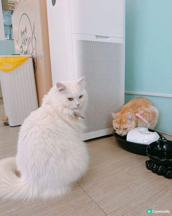 📍旺角｜懶洋洋之貓生很累🐱🫧