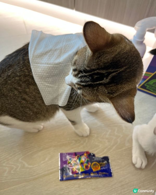 貓咪清潔好幫手