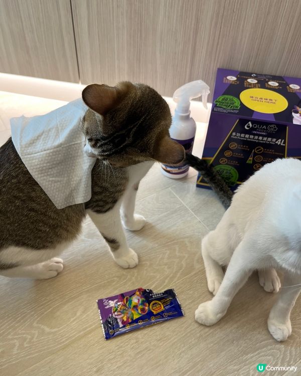 貓咪清潔好幫手