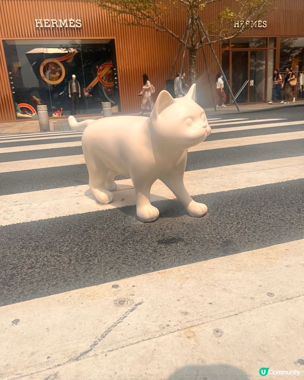 貓奴至愛😻貓展去到十月尾咋