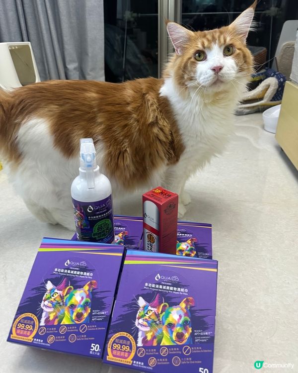 寵物優良毛範生，Taro 同 Waffle 嚟啦❤️