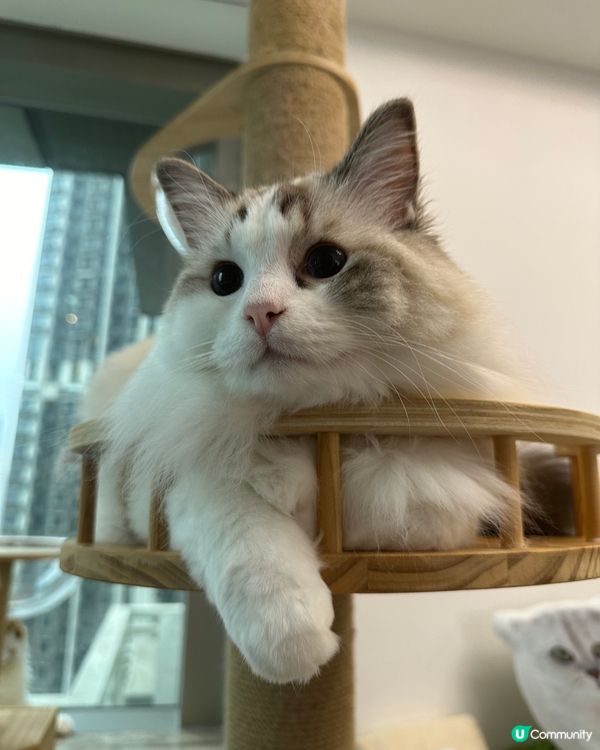 寵物優良毛範生，Taro 同 Waffle 嚟啦❤️