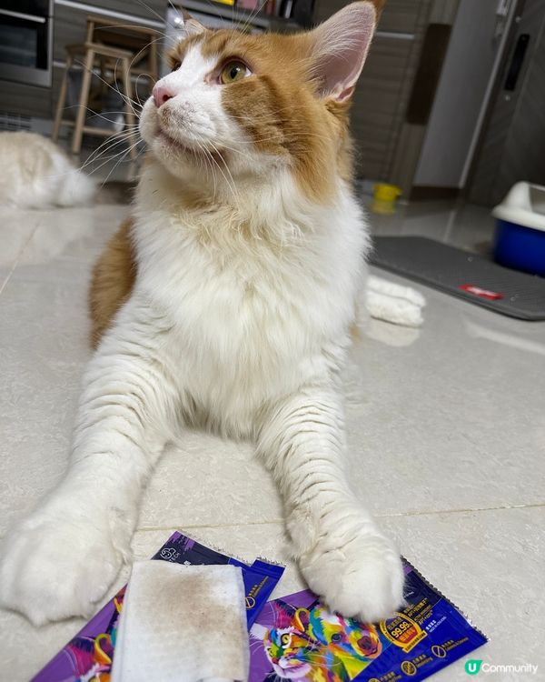 寵物優良毛範生，Taro 同 Waffle 嚟啦❤️