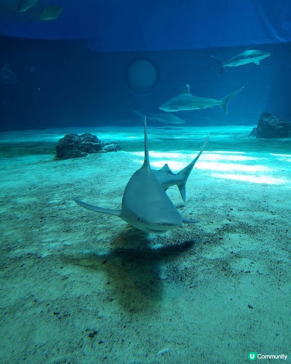 好正好多野睇的美國麗海水族館