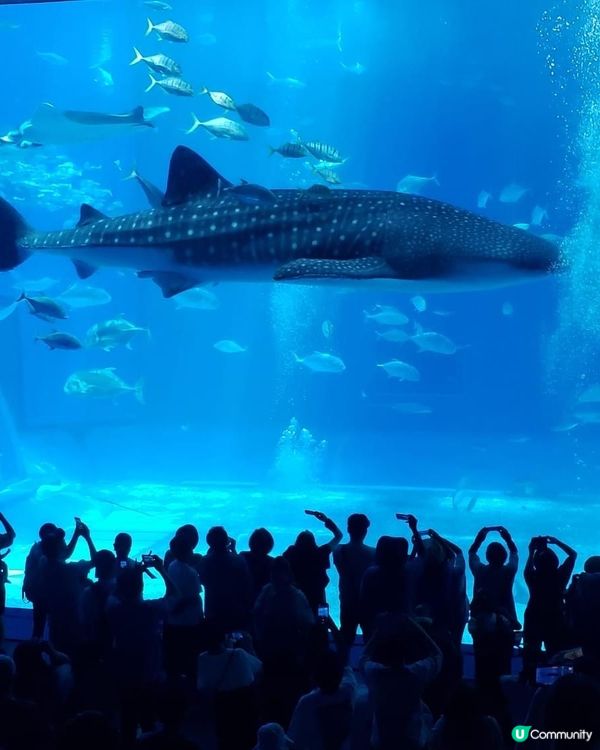好正好多野睇的美國麗海水族館