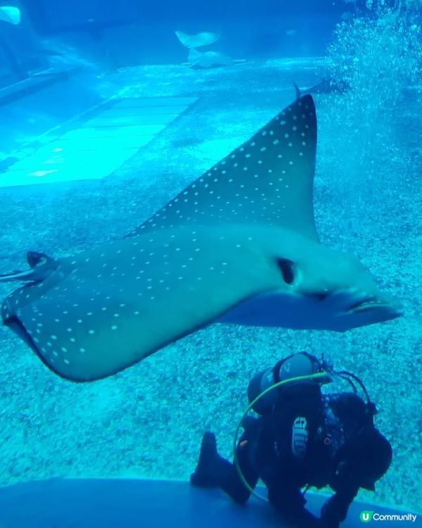 好正好多野睇的美國麗海水族館