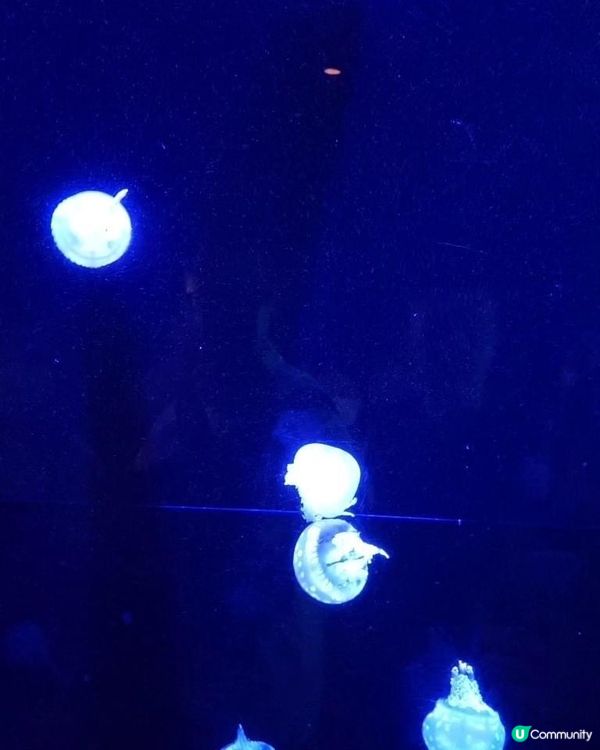 好正好多野睇的美國麗海水族館