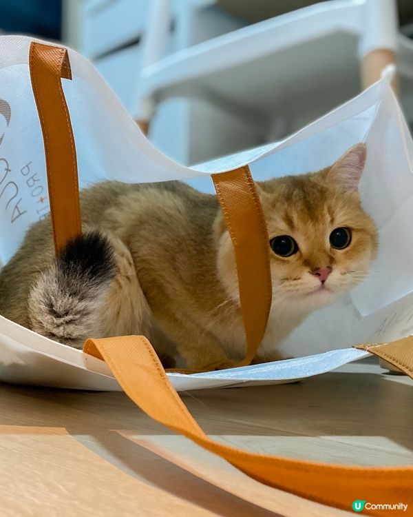 🏆傑出「毛」範生