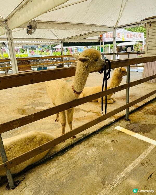 香港都可以同草泥馬影靚相