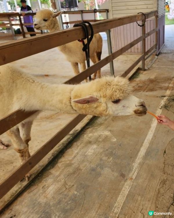 香港都可以同草泥馬影靚相