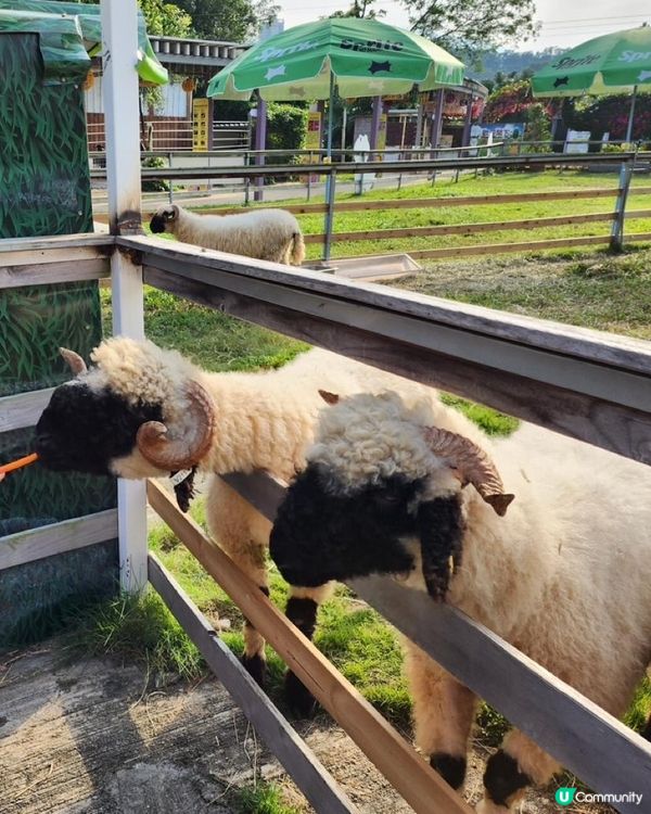 香港都可以同草泥馬影靚相