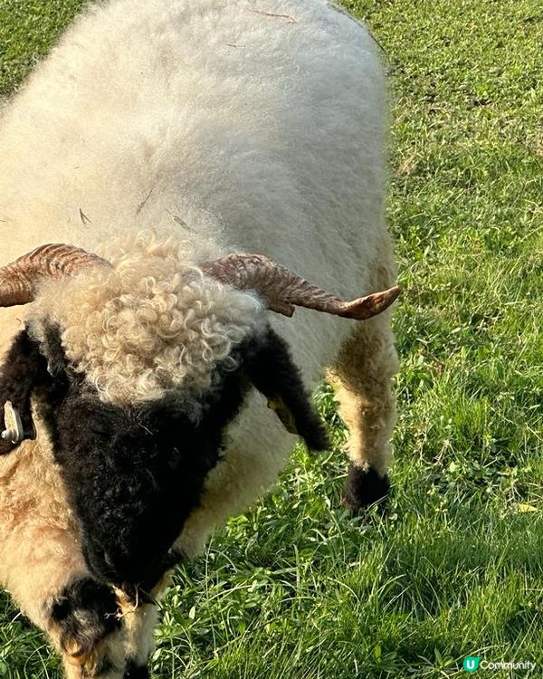 香港都可以同草泥馬影靚相