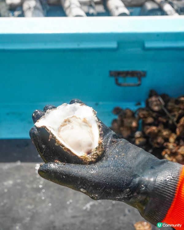 【日本有名牡蠣產地之一的糸島牡蠣養殖場】