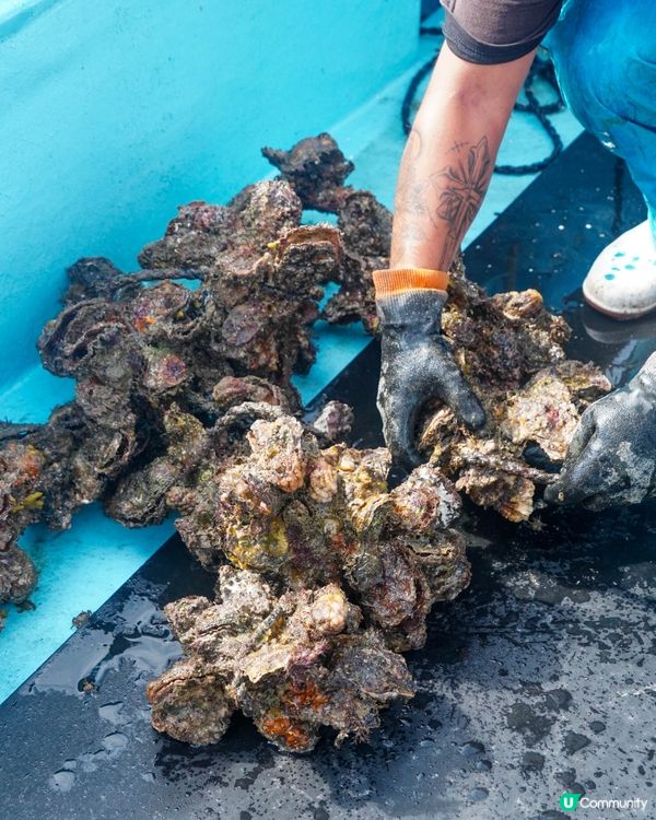 【日本有名牡蠣產地之一的糸島牡蠣養殖場】