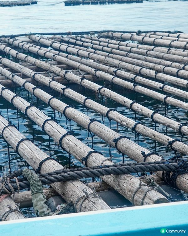 【日本有名牡蠣產地之一的糸島牡蠣養殖場】