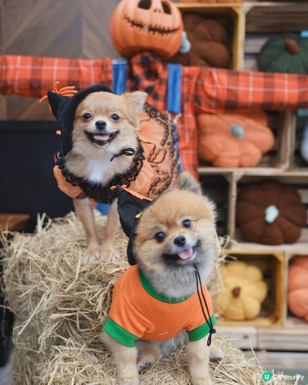 萬聖節打卡 @the mills