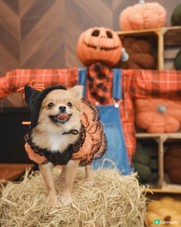 萬聖節打卡 @the mills