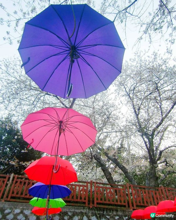 <韓國賞櫻自由行>