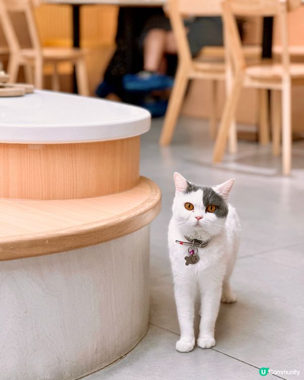 ✨荔枝角人氣貓CAFE✨URBAN Cafe🐈