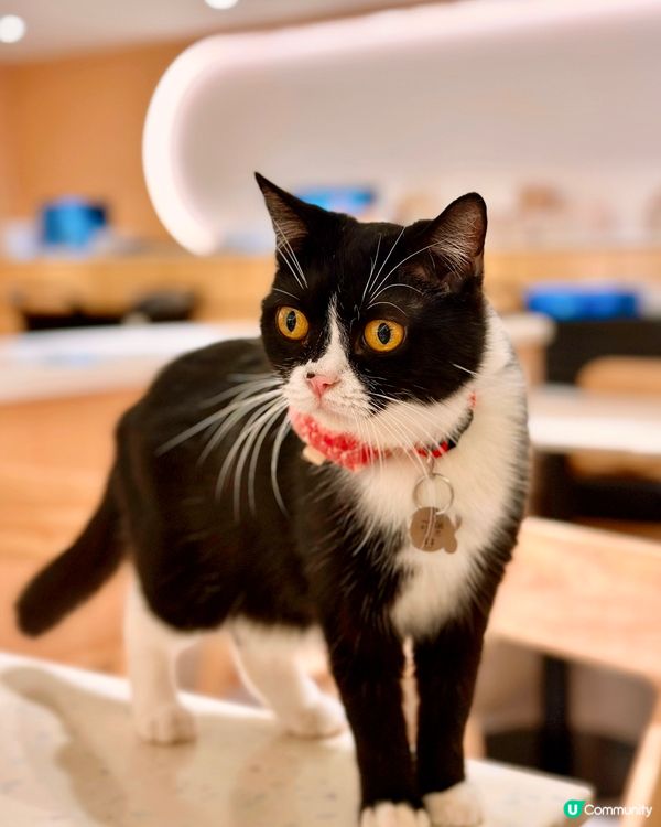 ✨荔枝角人氣貓CAFE✨URBAN Cafe🐈