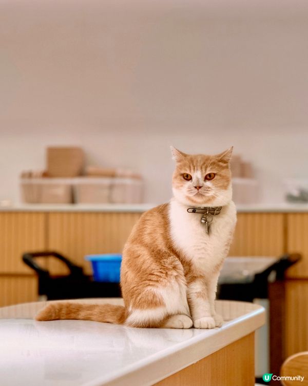 ✨荔枝角人氣貓CAFE✨URBAN Cafe🐈