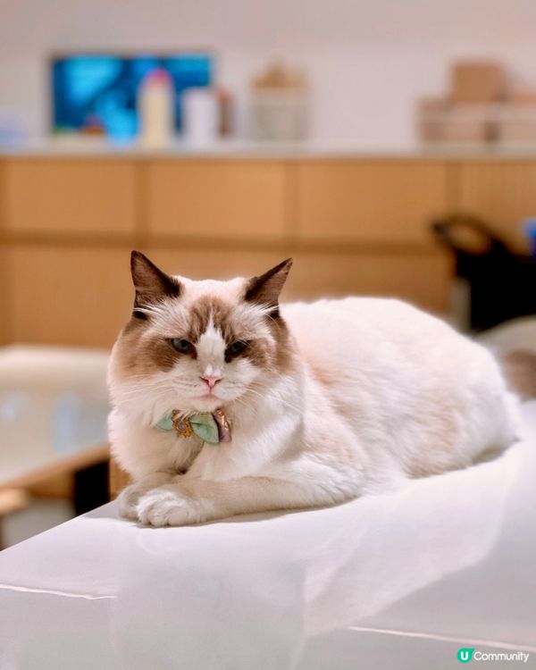 ✨荔枝角人氣貓CAFE✨URBAN Cafe🐈