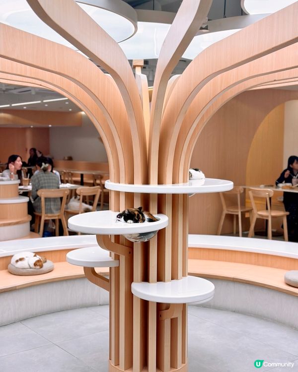 ✨荔枝角人氣貓CAFE✨URBAN Cafe🐈