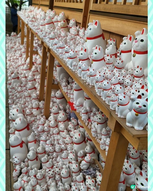 密集恐懼慎入！激多招財貓豪德寺