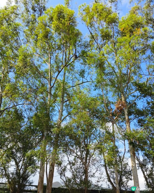 天高氣爽萊洞村