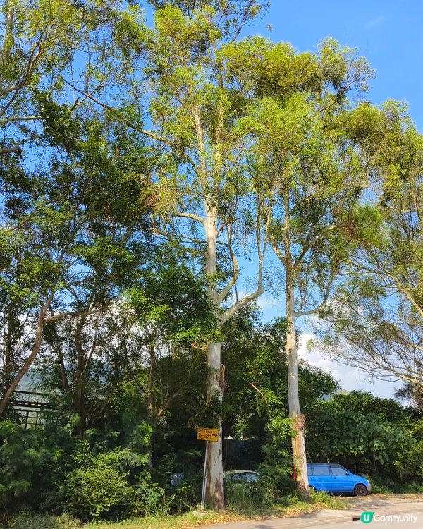 天高氣爽萊洞村