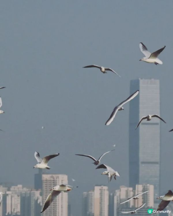 候🐦