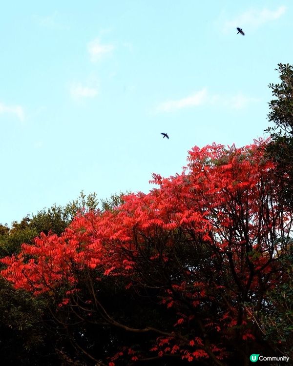 東京必去紅葉景點推介4️⃣六義園
