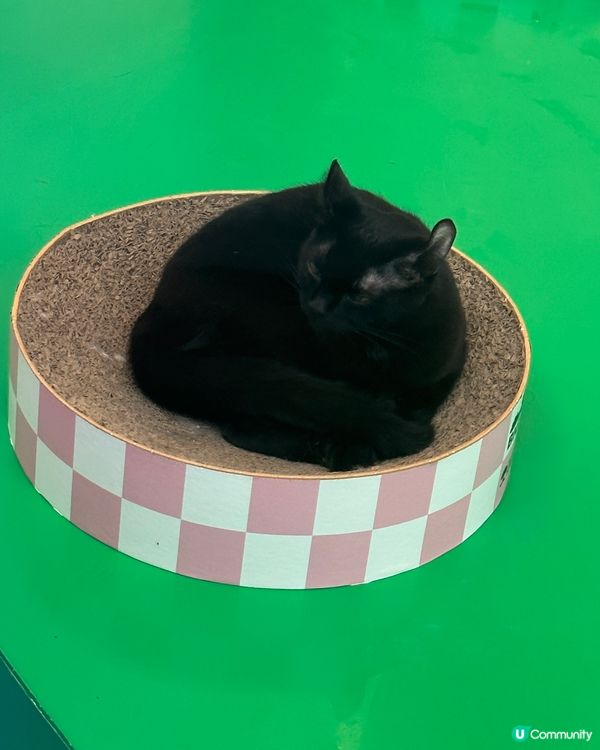 深圳 - 超能貓空間