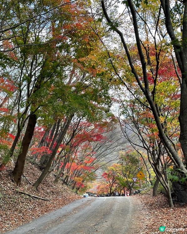 睇紅葉 - 南韓篇