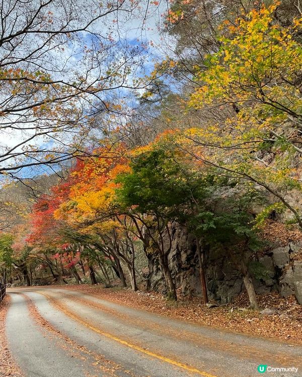 睇紅葉 - 南韓篇