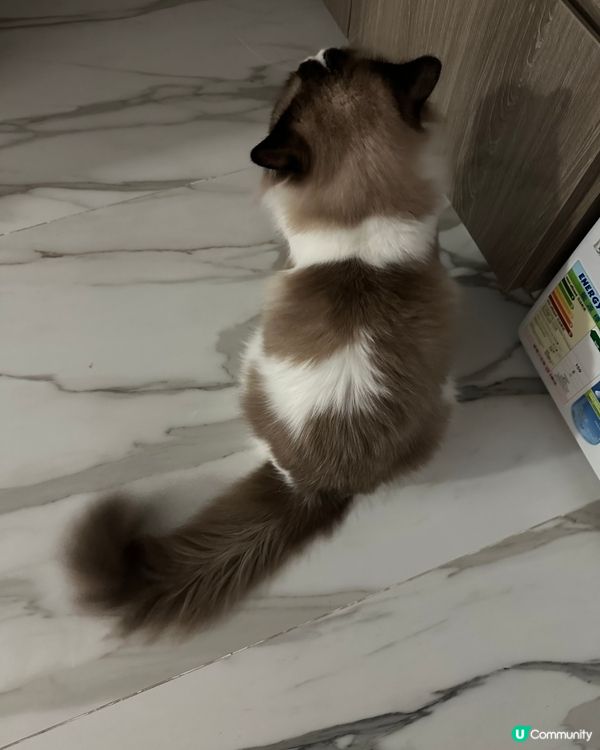 Bubu你又肚餓呀？