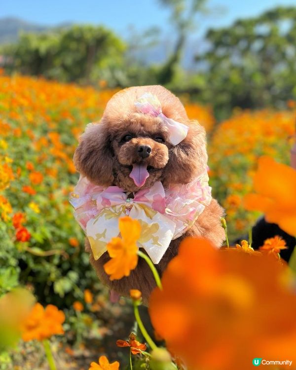 親親大自然🌻鳥居⛩️ 花海🌸 打卡📸