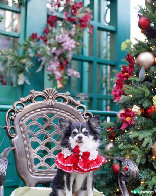 𝟷𝟾𝟾𝟷✨🎄