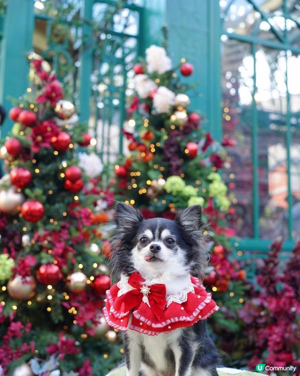 𝟷𝟾𝟾𝟷✨🎄