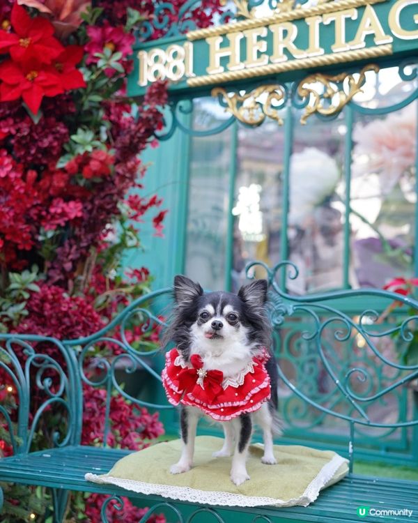 𝟷𝟾𝟾𝟷✨🎄