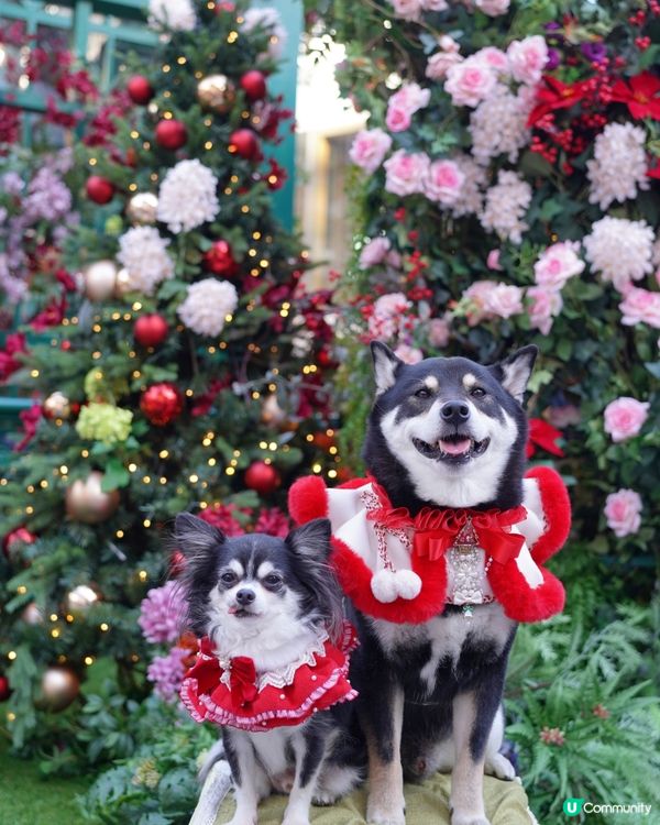 𝟷𝟾𝟾𝟷✨🎄