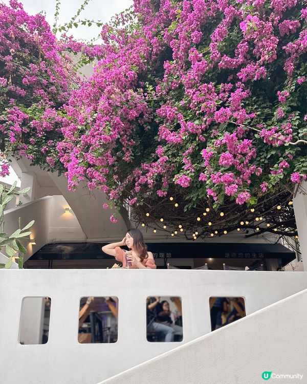 深圳最浪漫隱世cafe‼️被三角梅包圍💜💜