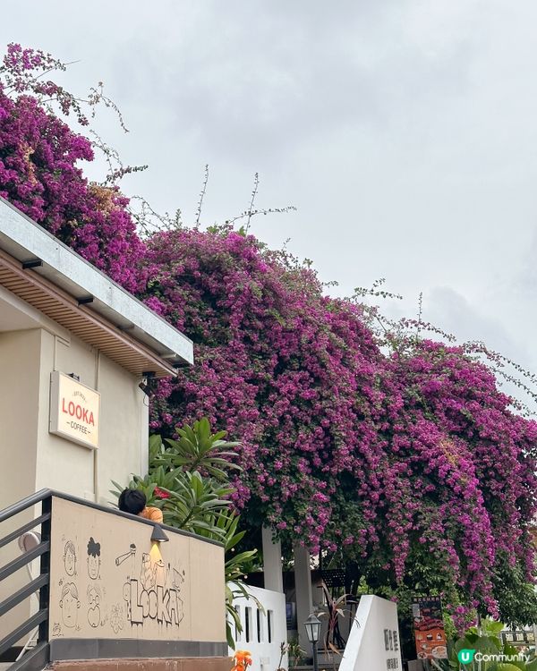 深圳最浪漫隱世cafe‼️被三角梅包圍💜💜